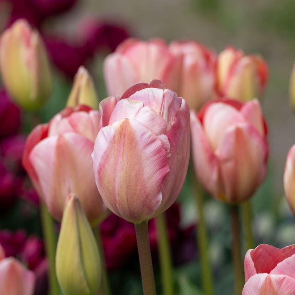 Tulpanen 'Mystic van Eijk'